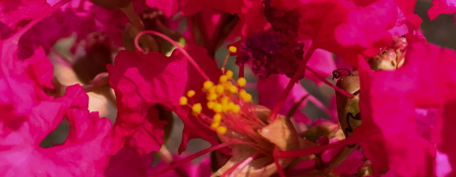 A closeup shot of a bunch of red crepe myrtle flowers surrounding a bud that is beginning to open, exposing its yellow and red tassel like stamens