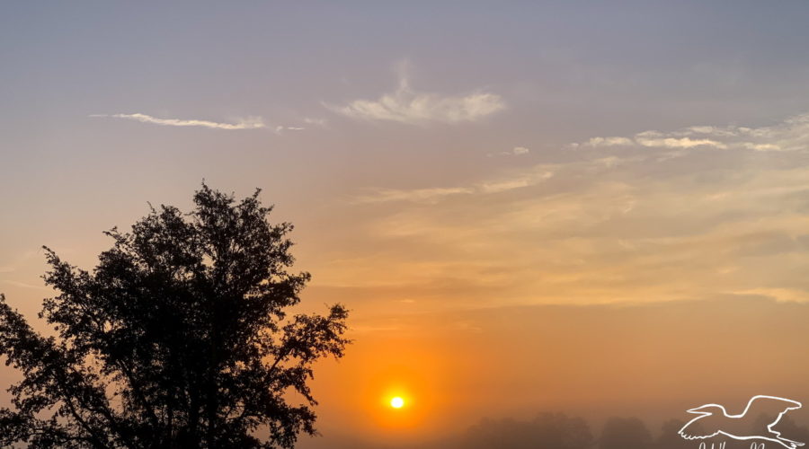 A bright orange sun, rising through the mist over the woods.