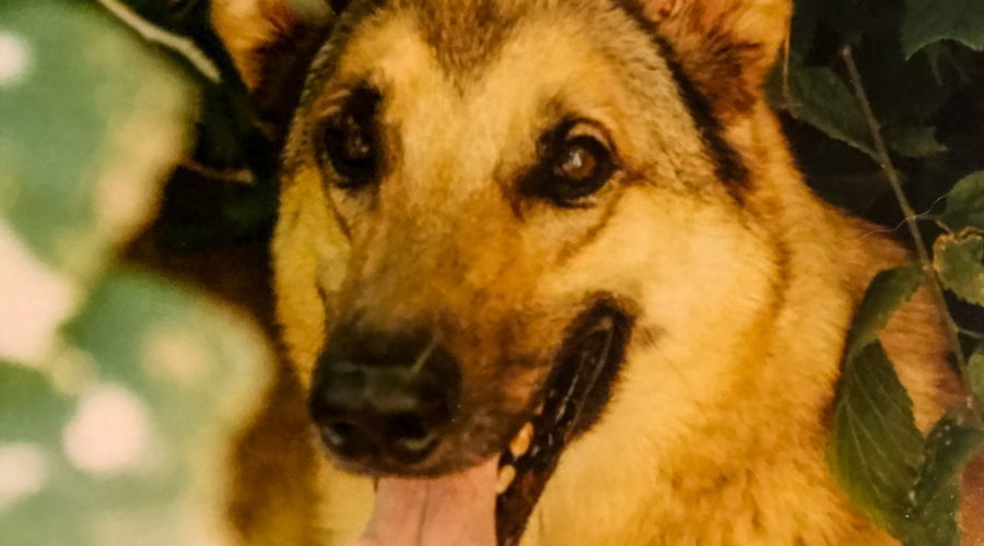 A German shepherd mix dog alert, but resting in a bush and looking at the camera.