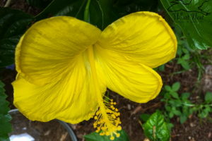 A bright yellow Chinese hibiscus flower on a sunny summer afternoon