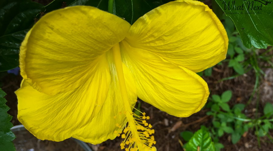 A bright yellow Chinese hibiscus flower on a sunny summer afternoon