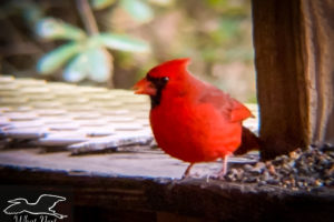 A male cardinal watches carefully before beginning to eat at the feeder.