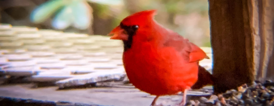 A male cardinal watches carefully before beginning to eat at the feeder.