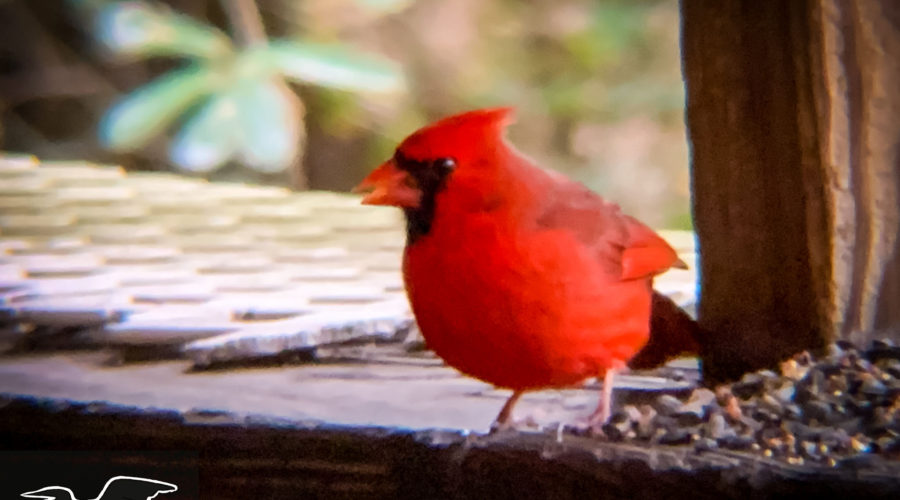 A male cardinal watches carefully before beginning to eat at the feeder.