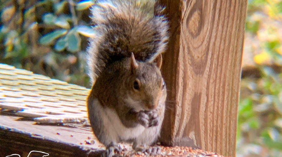 A grey squirrel sitting on its hind legs while it holds seeds in its front feet and eats them.