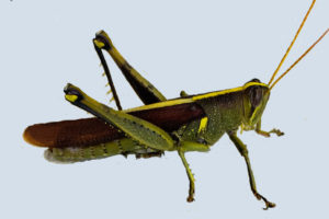 A green, brown, and yellow obscure bird grasshopper on an off white background