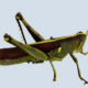 The Beautiful but Elusive Obscure Bird Grasshopper