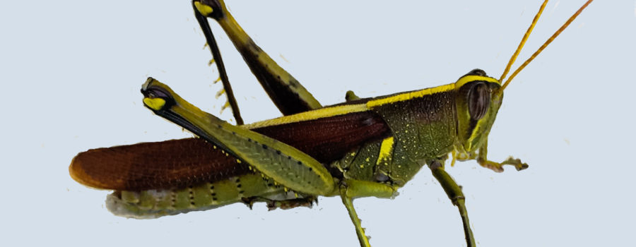 A green, brown, and yellow obscure bird grasshopper on an off white background