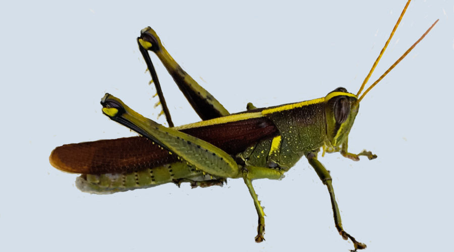 A green, brown, and yellow obscure bird grasshopper on an off white background