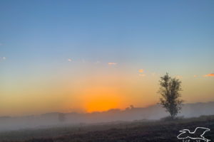 An early morning orange sun rising into the light blue sky above a mist covered pasture