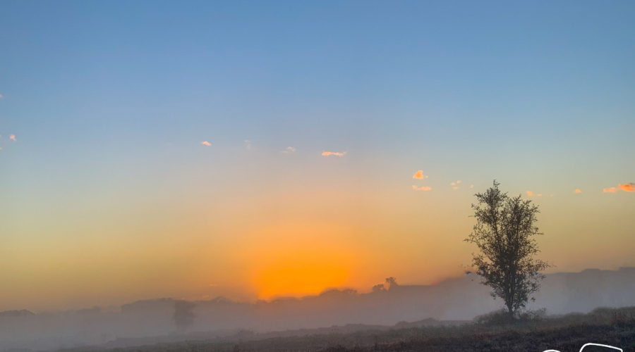 An early morning orange sun rising into the light blue sky above a mist covered pasture