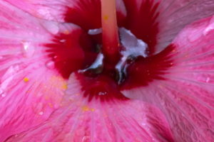 A closeup photograph of the center of a pink hibiscus flower after a rain storm.