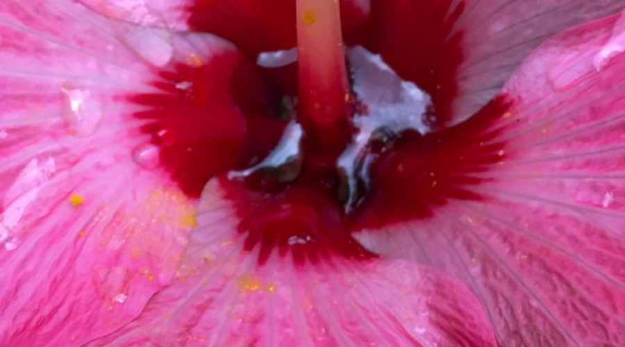 A closeup photograph of the center of a pink hibiscus flower after a rain storm.