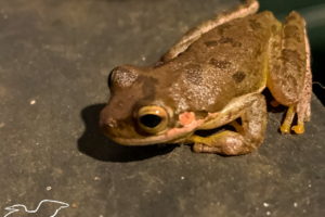 Florida has a Large Variety of Beautiful Frogs