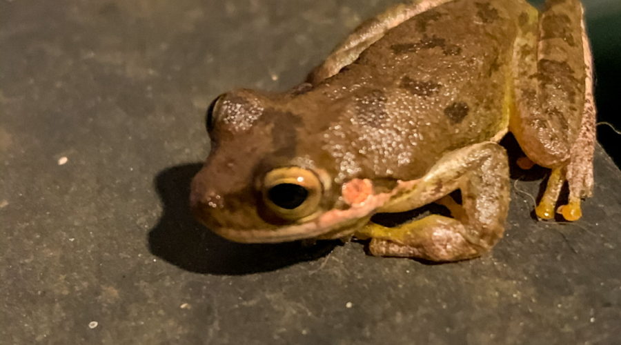 Florida has a Large Variety of Beautiful Frogs