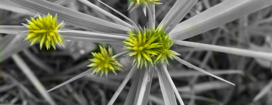 A closeup view of the green seeds of a globe flat sedge plant with the leaves and background all in black and white