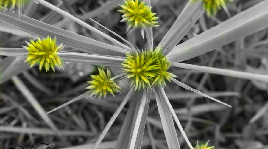 A closeup view of the green seeds of a globe flat sedge plant with the leaves and background all in black and white