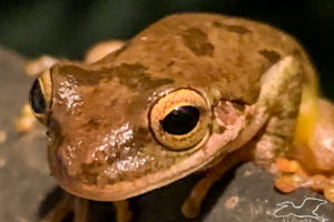 A closeup photograph of a brown and black blotched pine woods tree frog as it sits on the edge of a deck box