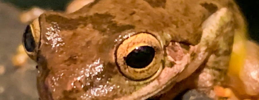A closeup photograph of a brown and black blotched pine woods tree frog as it sits on the edge of a deck box