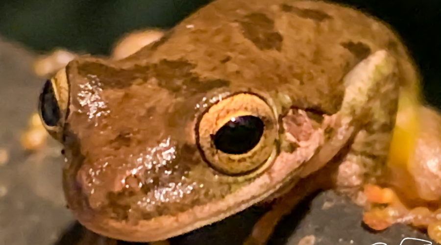 A closeup photograph of a brown and black blotched pine woods tree frog as it sits on the edge of a deck box