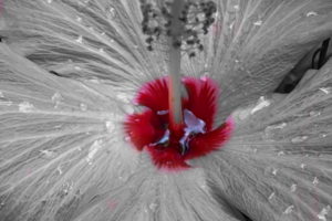 A black and white closeup photograph of a hibiscus flower with only the very center colored in a bright red.