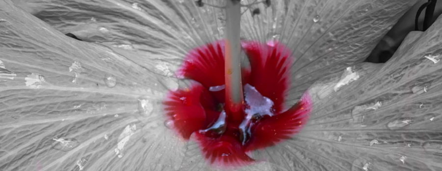 A black and white closeup photograph of a hibiscus flower with only the very center colored in a bright red.