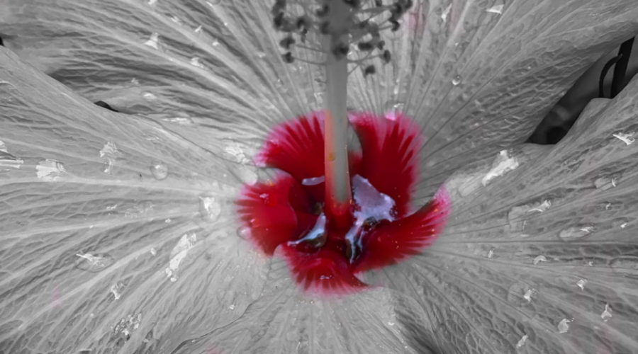 A black and white closeup photograph of a hibiscus flower with only the very center colored in a bright red.