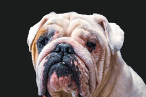 A portrait of a white English bulldog with a few tan spots