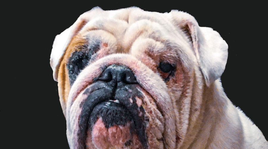 A portrait of a white English bulldog with a few tan spots