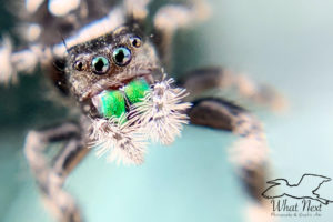 A macro photograph of the face, head, front legs, and bright green fangs of a regal jumping spider