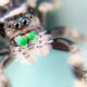 An Adorable Little Spider is the Regal Jumping Spider
