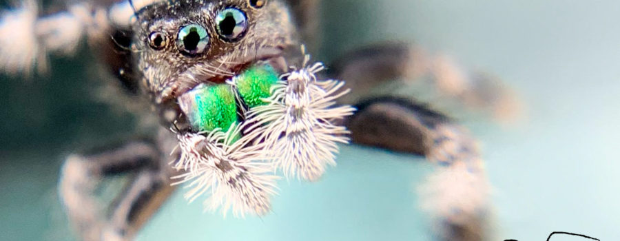 A macro photograph of the face, head, front legs, and bright green fangs of a regal jumping spider