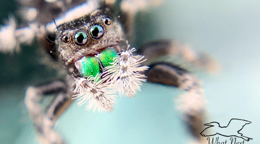 A macro photograph of the face, head, front legs, and bright green fangs of a regal jumping spider