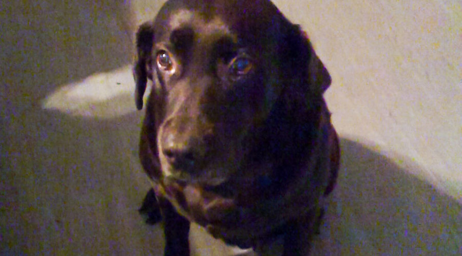 A chocolate Lab sitting calmly on a grey wood floor