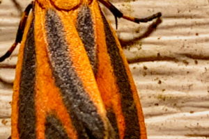 A brightly colored orange and black scarlet winged lichen moth attracted by a porch light