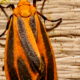 The Scarlet Lichen Moth: Beautiful Adult but Bland Caterpillar