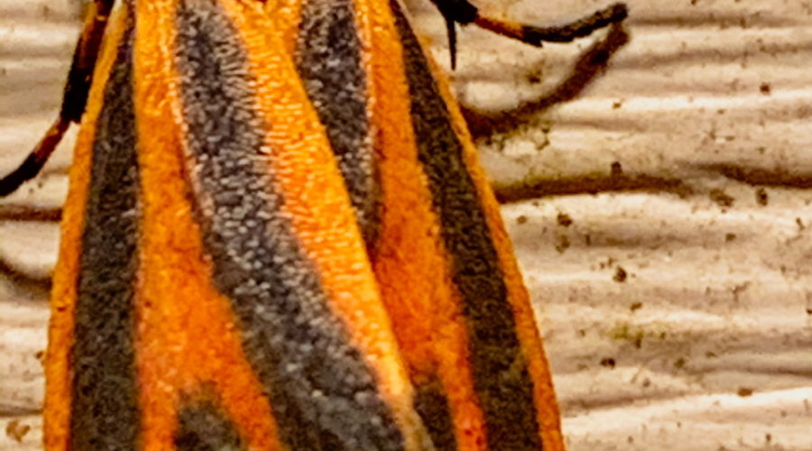 A brightly colored orange and black scarlet winged lichen moth attracted by a porch light