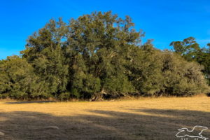 A large live oak tree with a wide spreading canopy growing in a pasture.