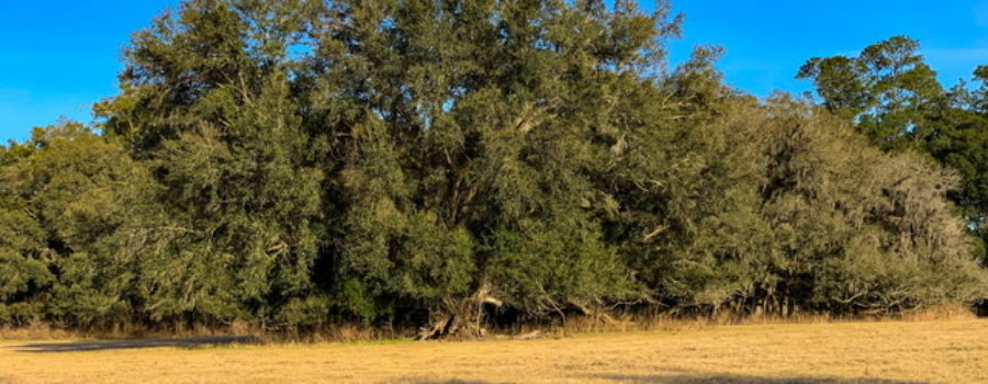 A large live oak tree with a wide spreading canopy growing in a pasture.