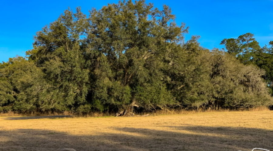 A large live oak tree with a wide spreading canopy growing in a pasture.