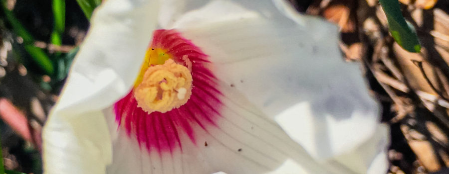 a closeup photograph of a white Alamo vine flower with a deep pink and yellow throat