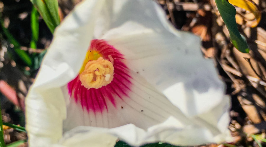 a closeup photograph of a white Alamo vine flower with a deep pink and yellow throat