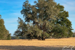 A pair of live oak tree with branches intertwined as they grow together in a winter pasture in Florida.