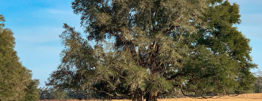 A pair of live oak tree with branches intertwined as they grow together in a winter pasture in Florida.