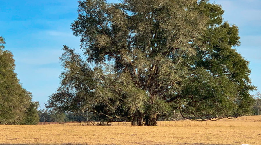 A pair of live oak tree with branches intertwined as they grow together in a winter pasture in Florida.