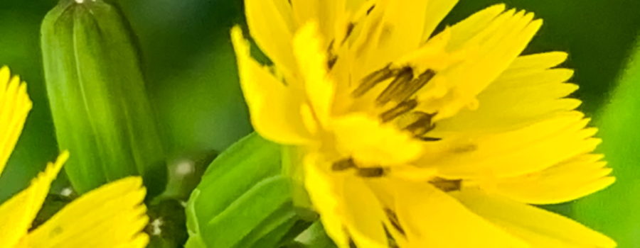 A macro image of a bright yellow false hawksbeard flower surrounded by several green, unopened buds.