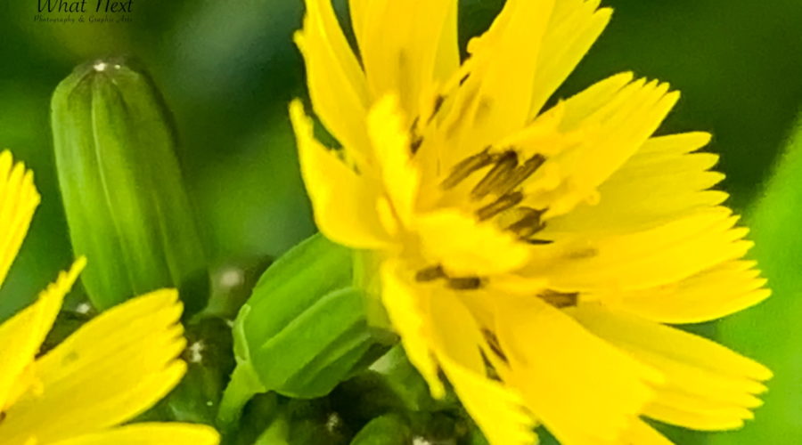 A macro image of a bright yellow false hawksbeard flower surrounded by several green, unopened buds.