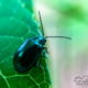 Surprise!  A Beautiful Alder Leaf Beetle on the Passion Fruit