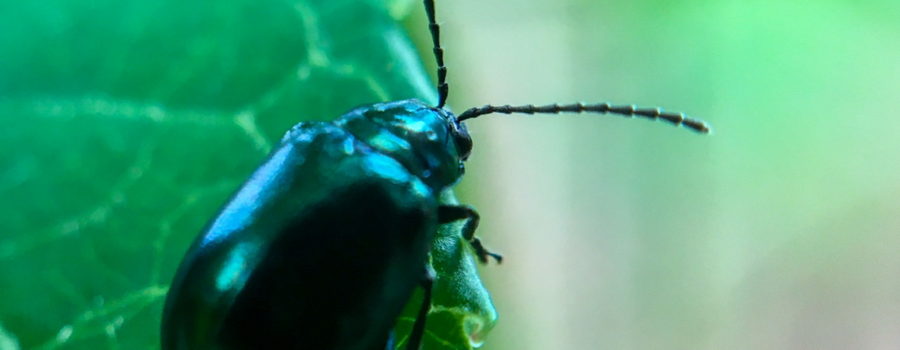 A beautiful shiny black alder leaf beetle crawling on a passion fruit vine leaf looking for an afternoon snack.