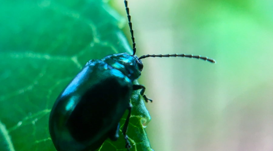 A beautiful shiny black alder leaf beetle crawling on a passion fruit vine leaf looking for an afternoon snack.